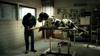 "Dogman” di Matteo Garrone